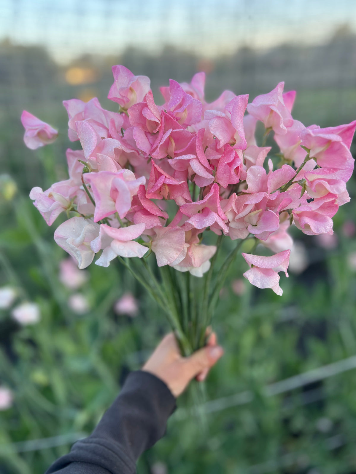 Sweet Pea 'Rosay'