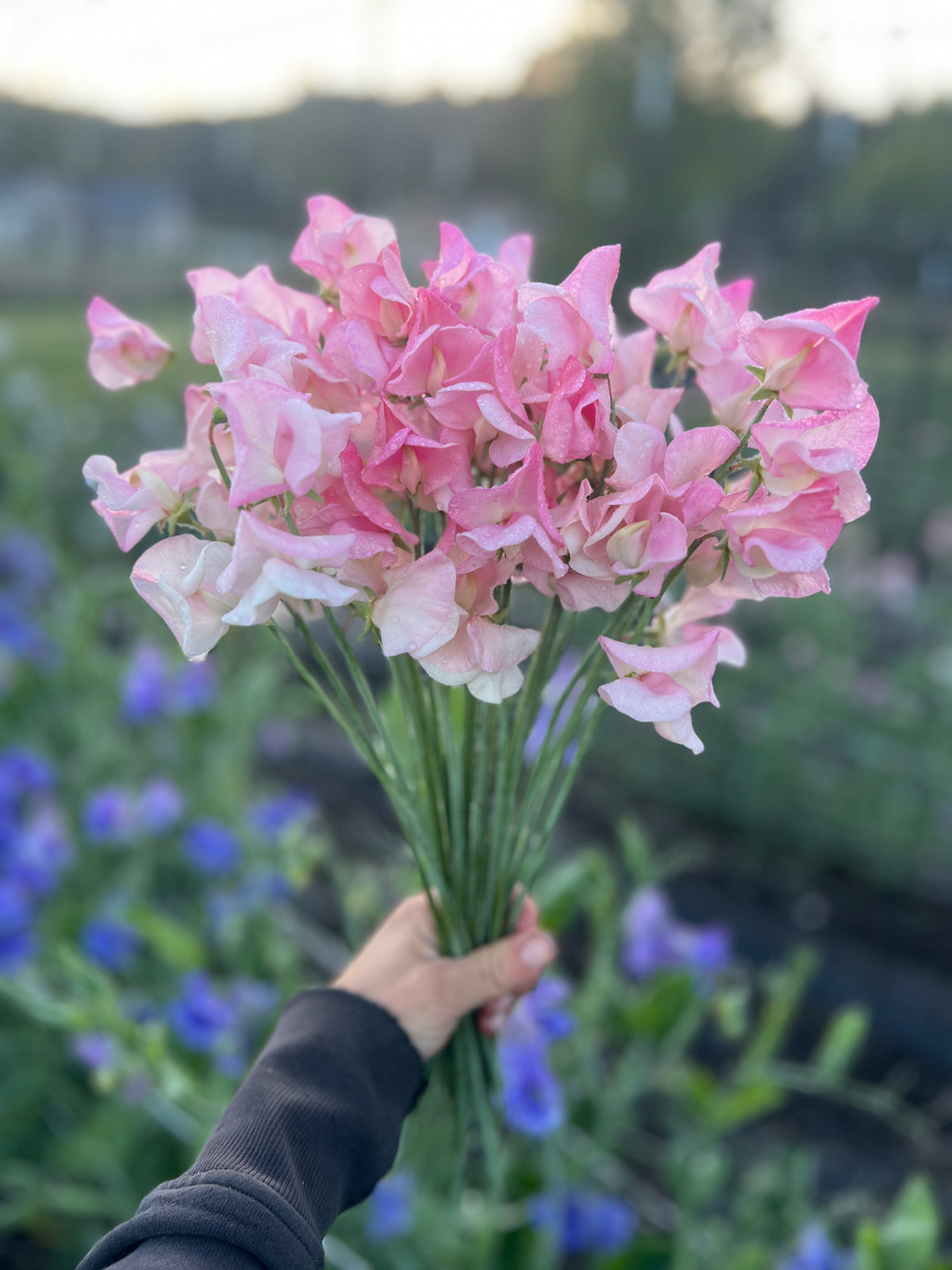 Sweet Pea 'Rosay'
