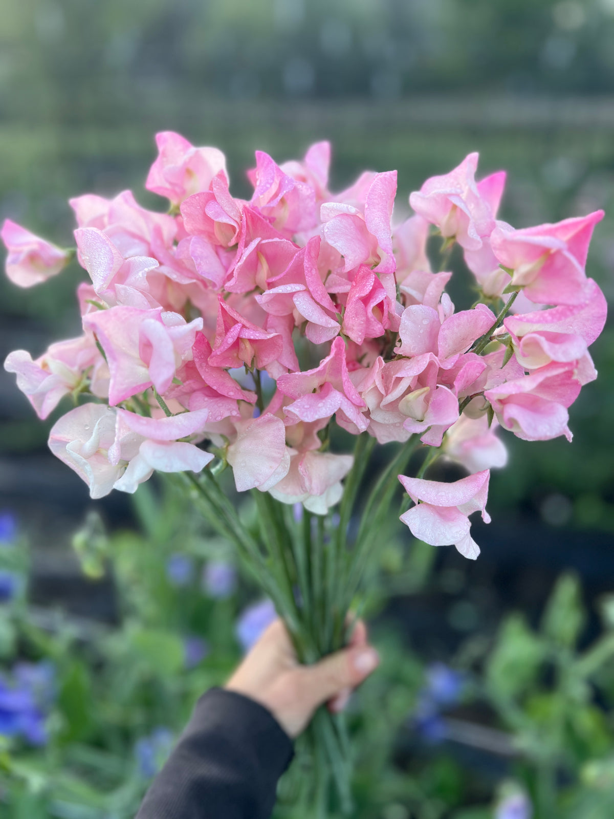 Sweet Pea 'Rosay'