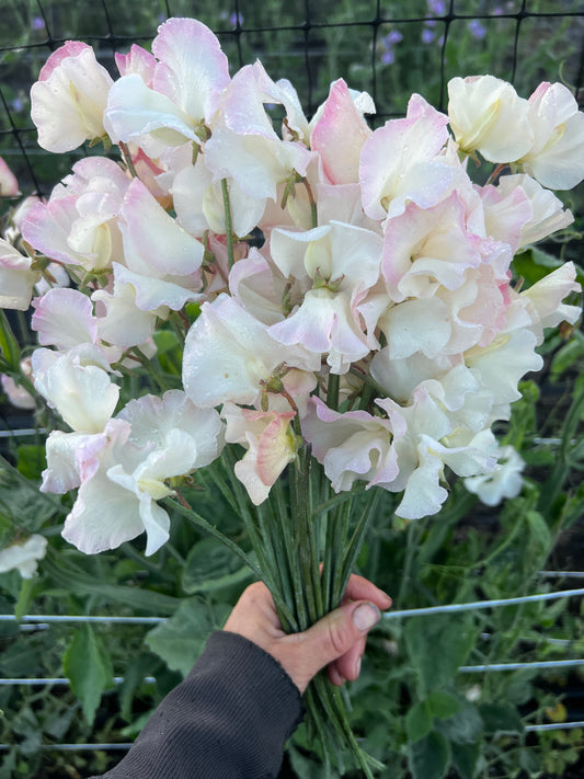 Sweet Pea 'Kiera Madeline'