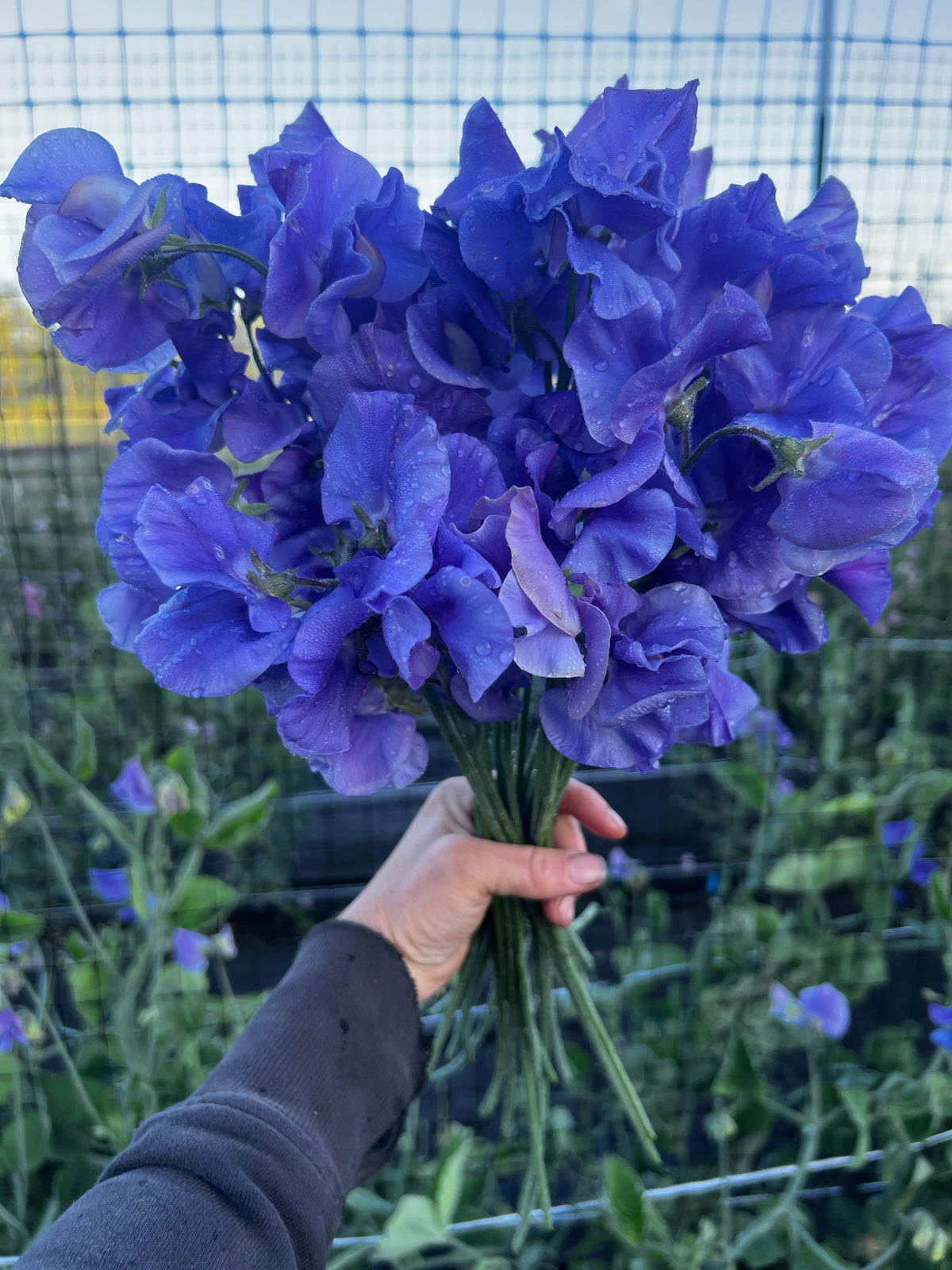 Sweet Pea 'Noel Sutton'
