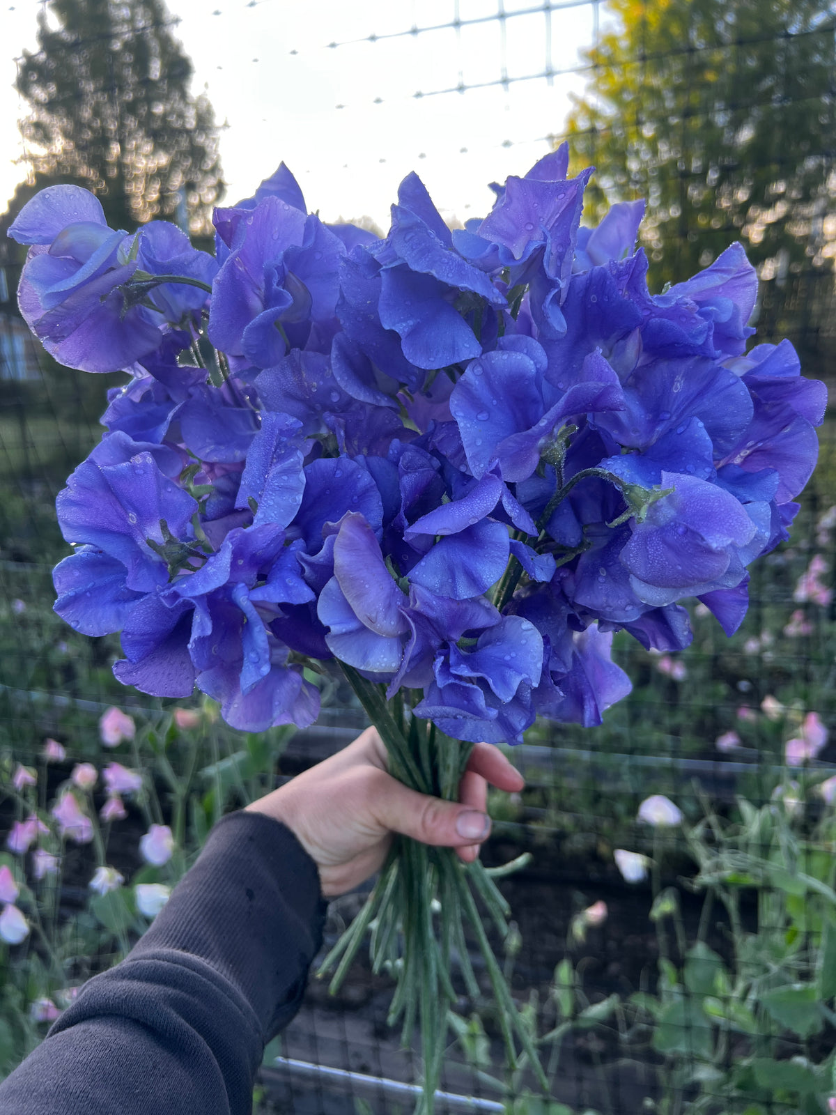 Sweet Pea 'Noel Sutton'