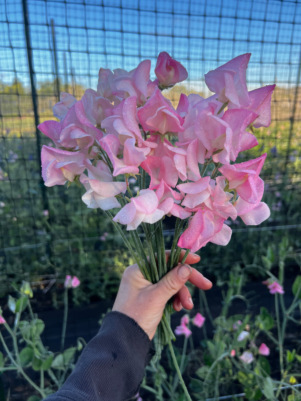 Sweet Pea 'Emily'