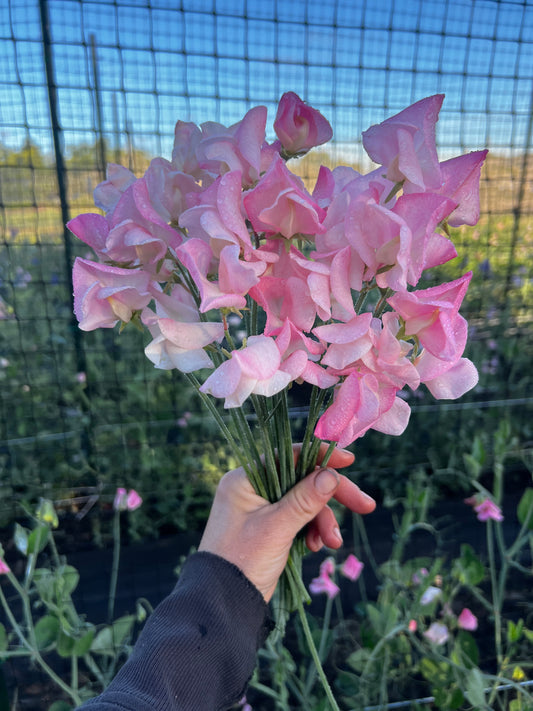 Sweet Pea 'Emily'