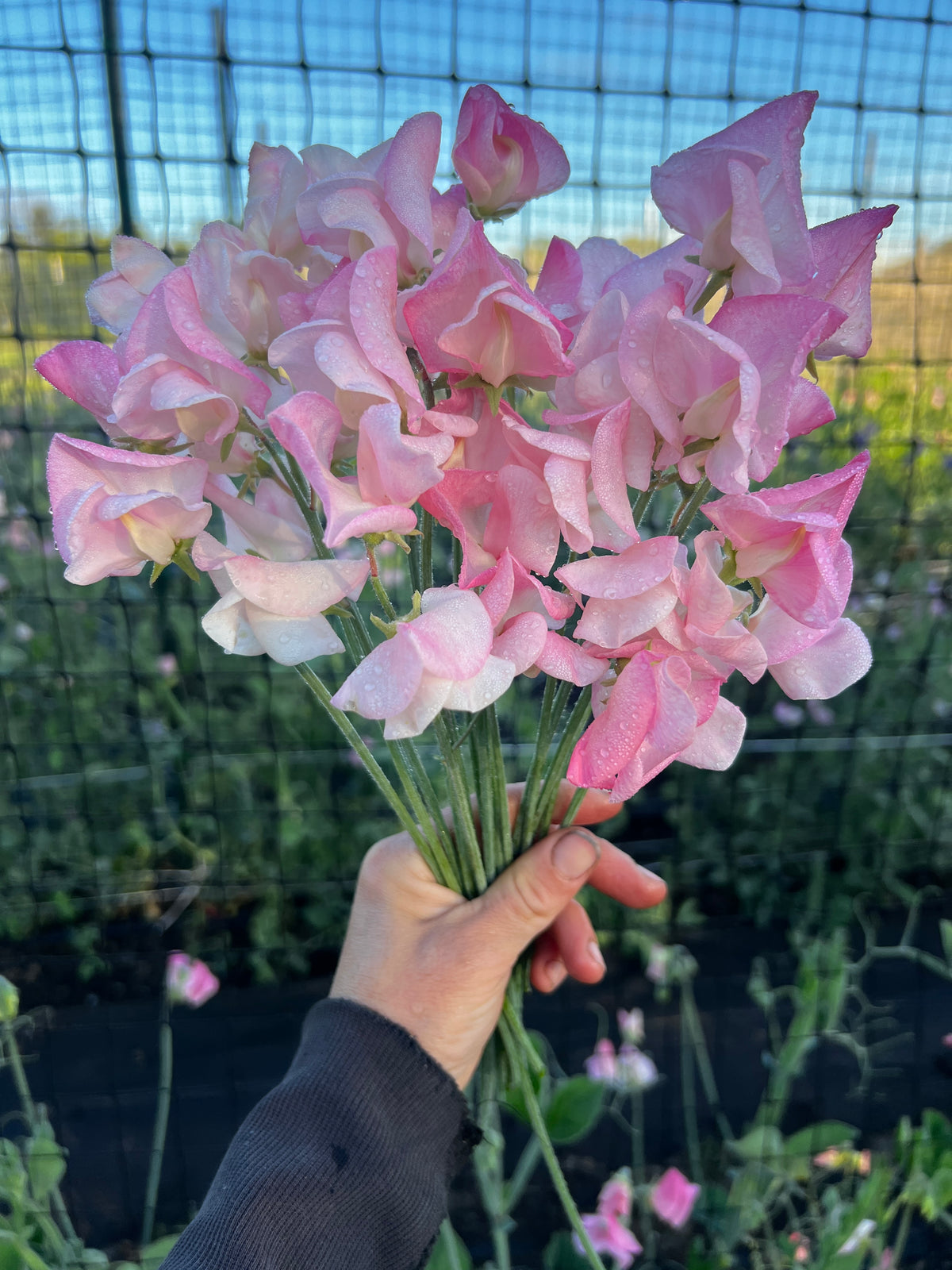 Sweet Pea 'Emily'