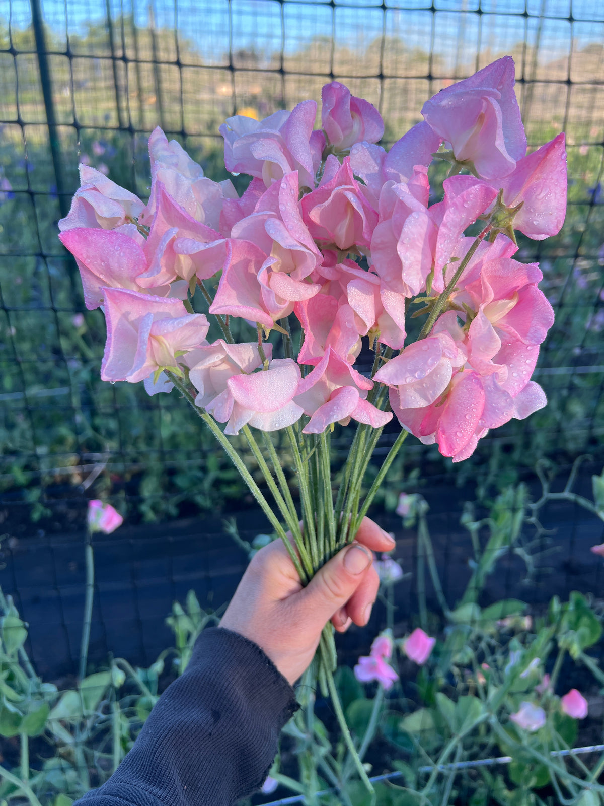 Sweet Pea 'Emily'