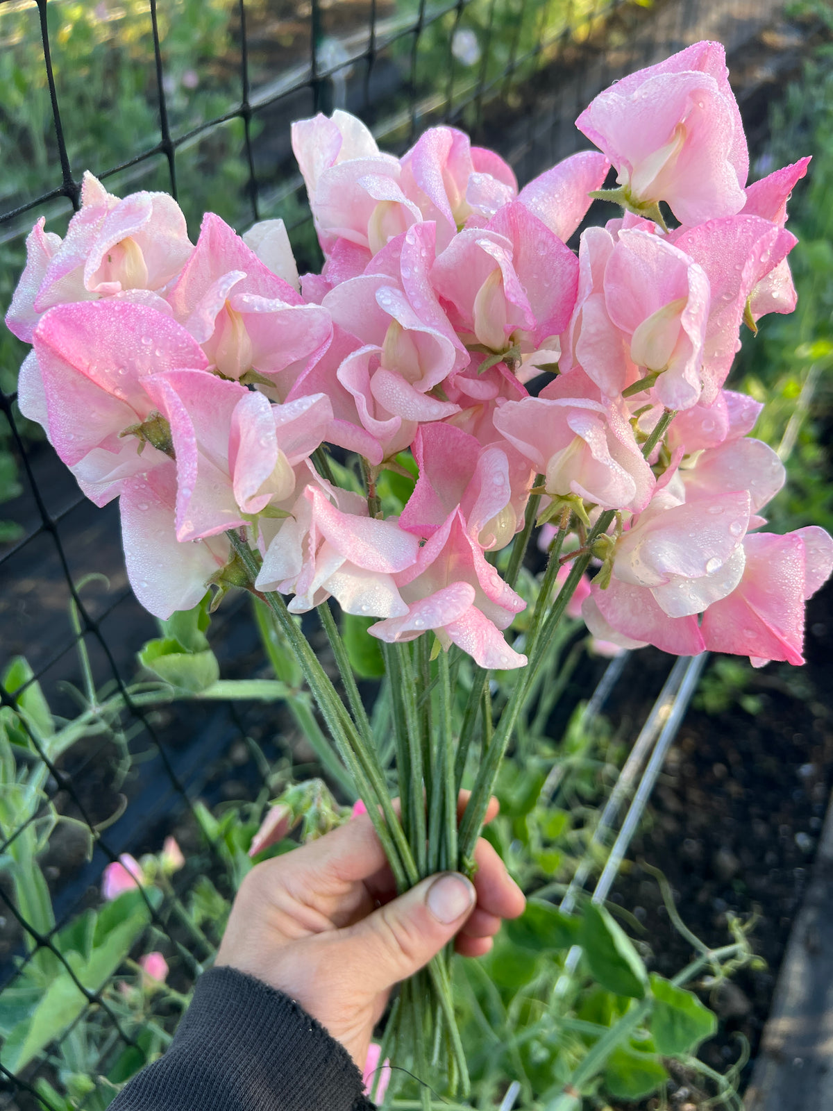 Sweet Pea 'Emily'