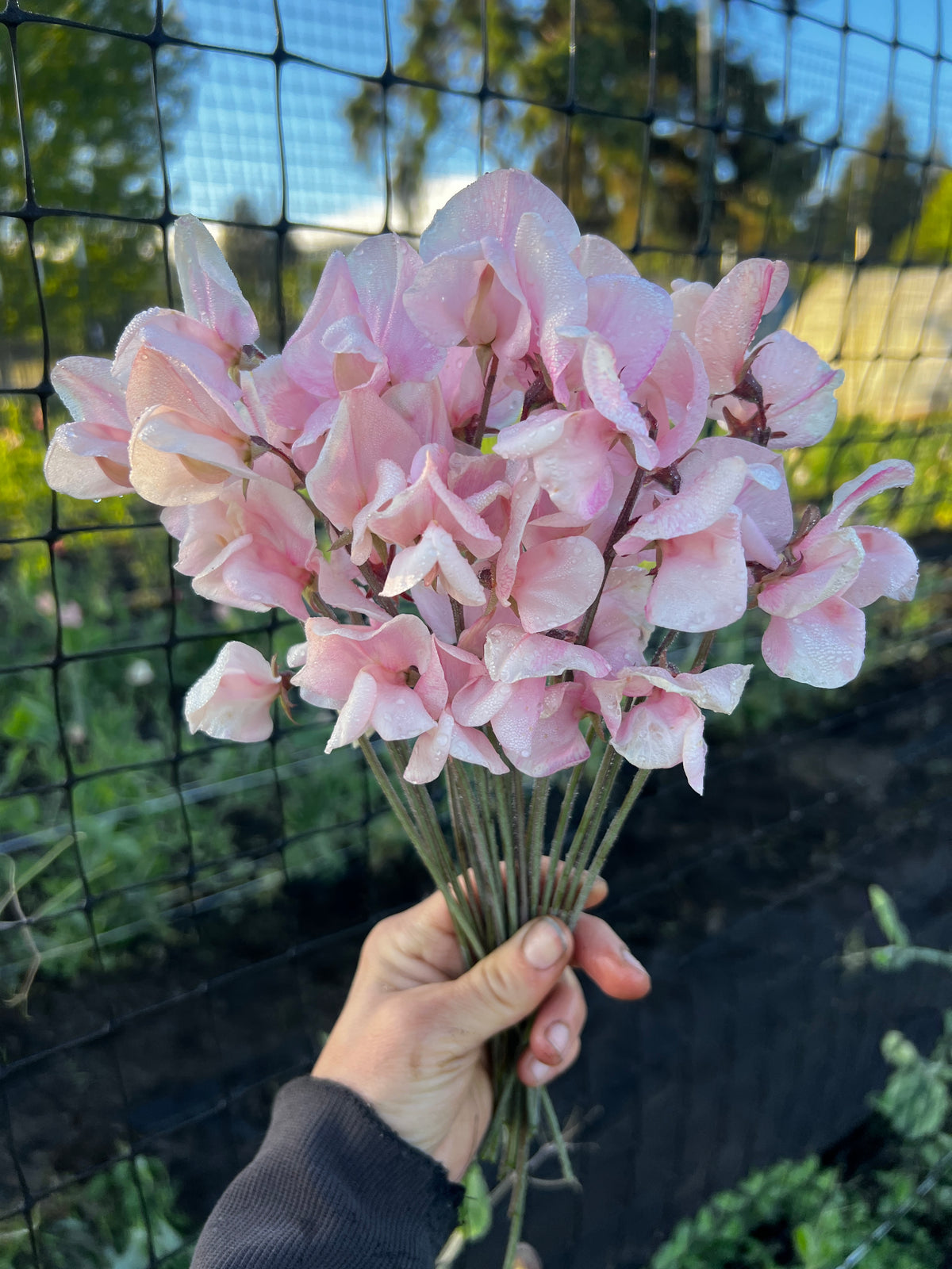 Sweet Pea 'Shell Pink'