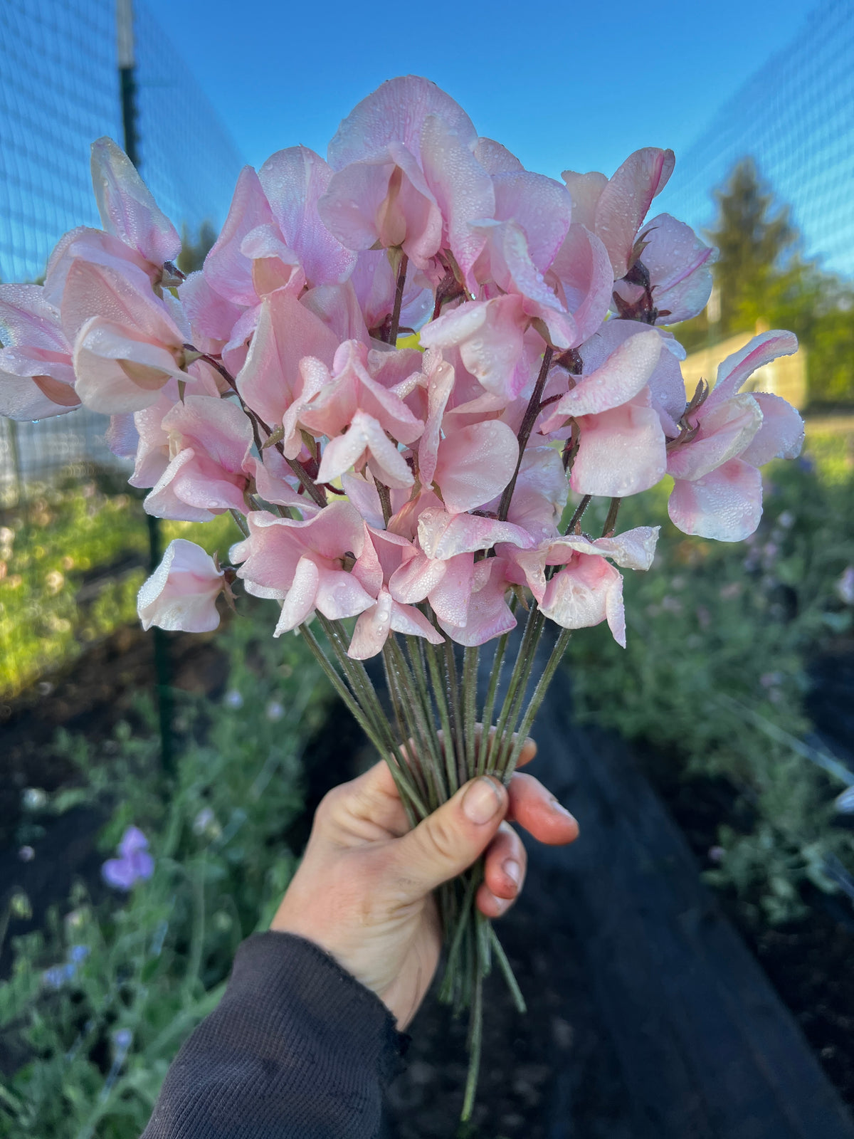 Sweet Pea 'Shell Pink'