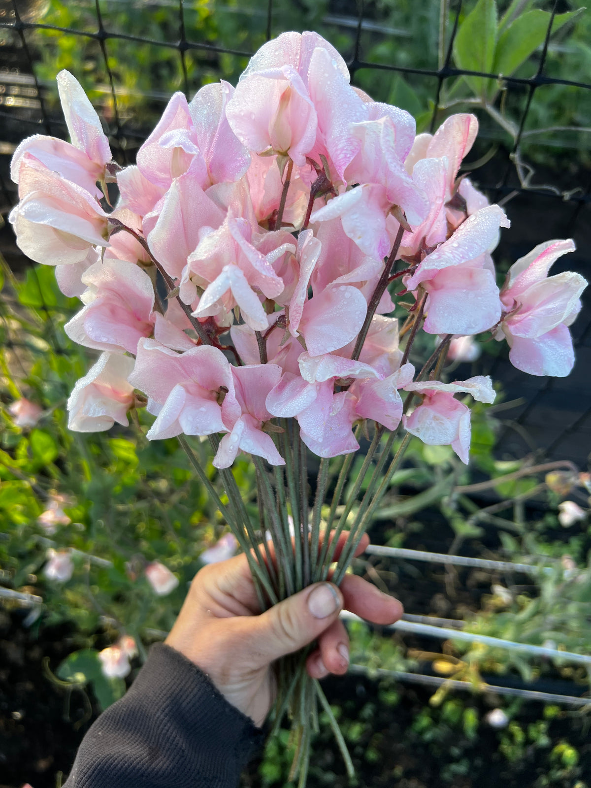 Sweet Pea 'Shell Pink'