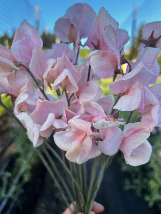 Sweet Pea 'Shell Pink'