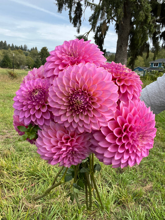 Skipley Spot of Gold Dahlia