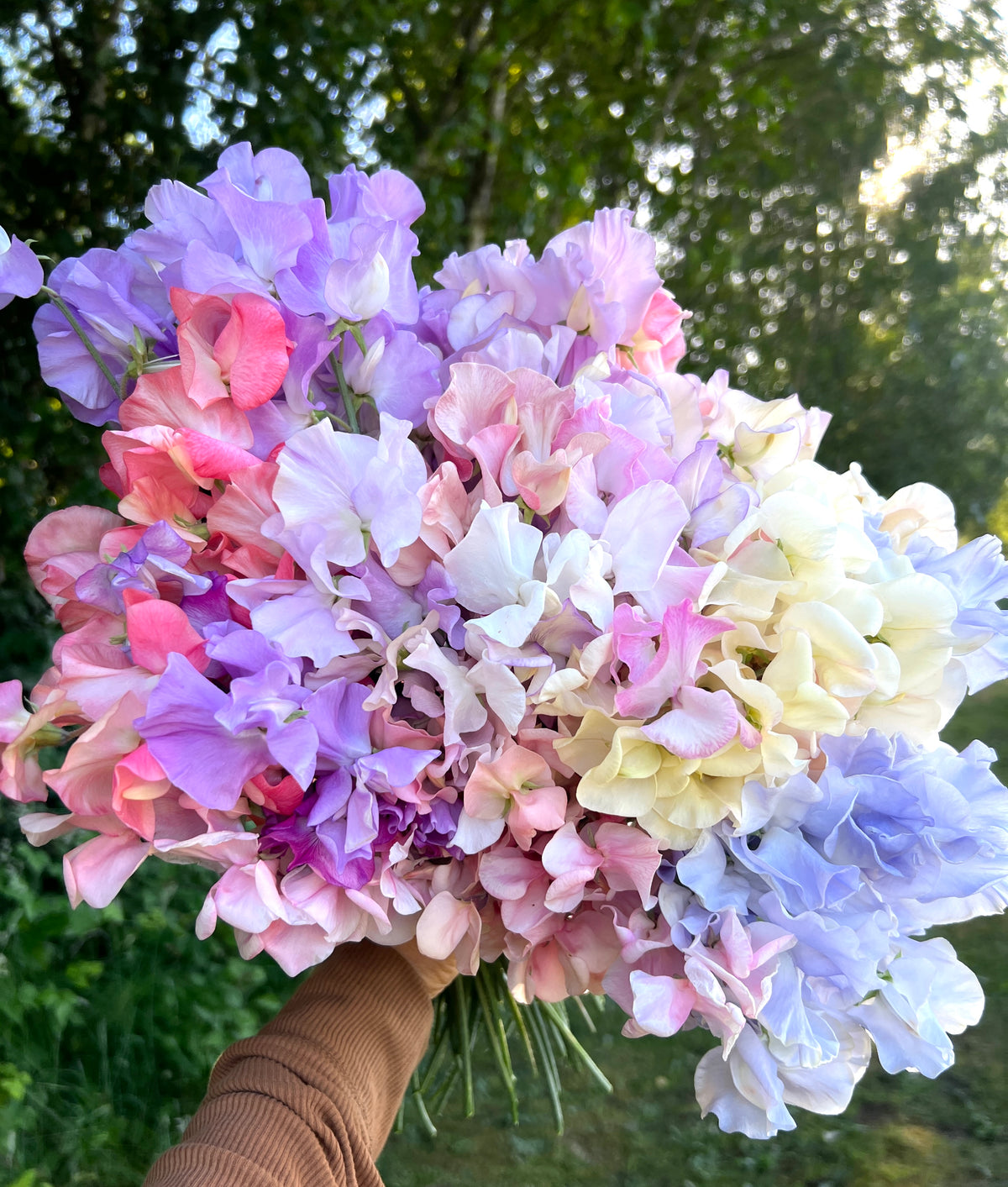 Sweet Pea Collection - All 36 Varieties