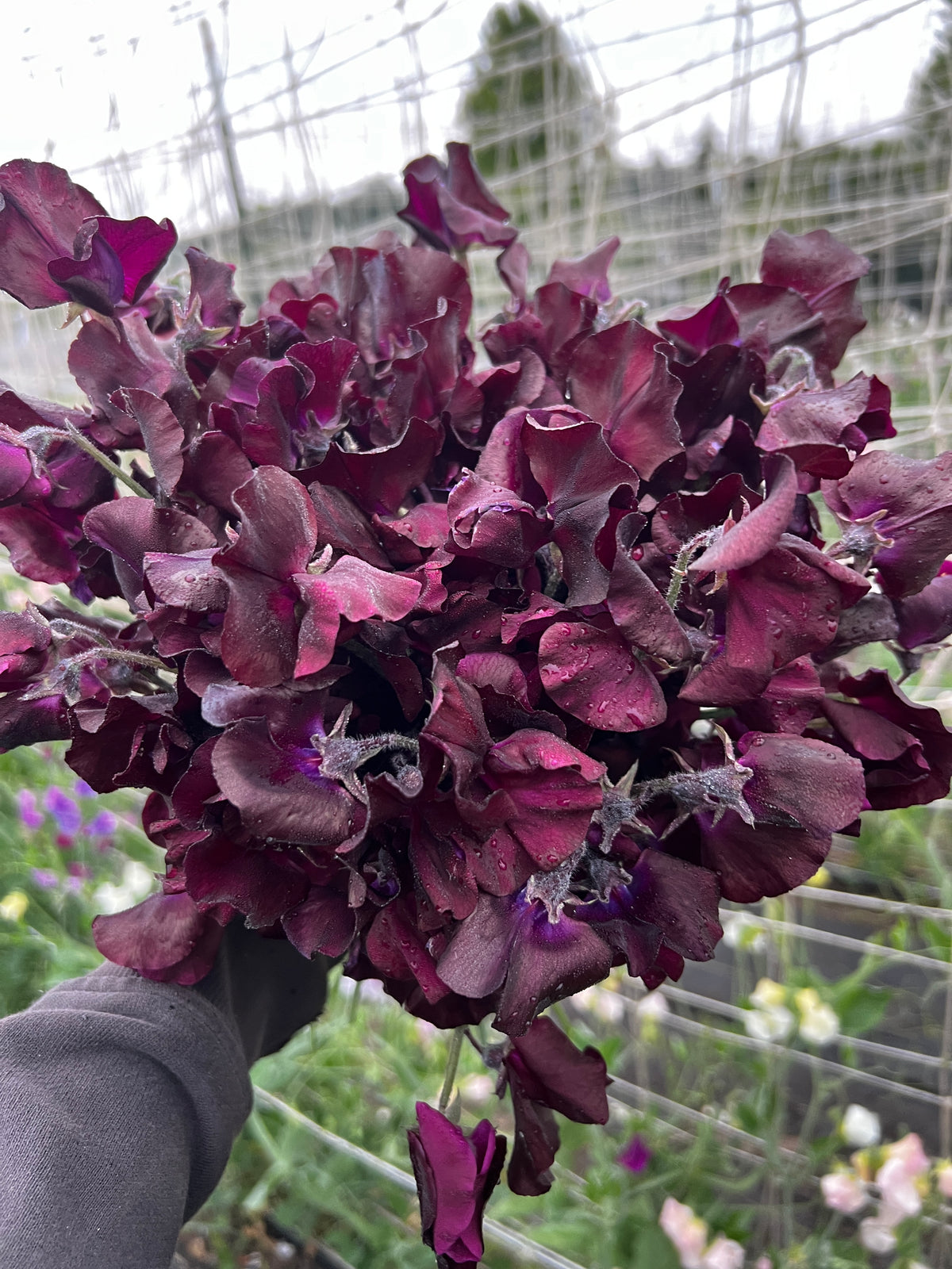 Sweet Pea 'Spring Sunshine Burgundy'