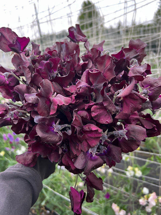 Sweet Pea 'Spring Sunshine Burgundy'