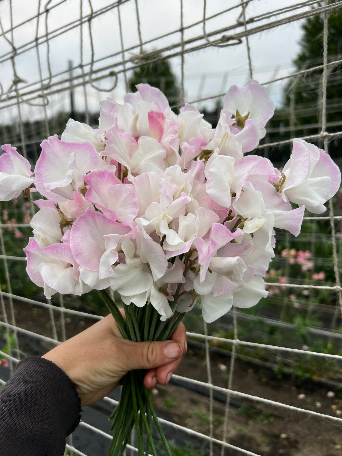 Sweet Pea 'Takeda Sakura'
