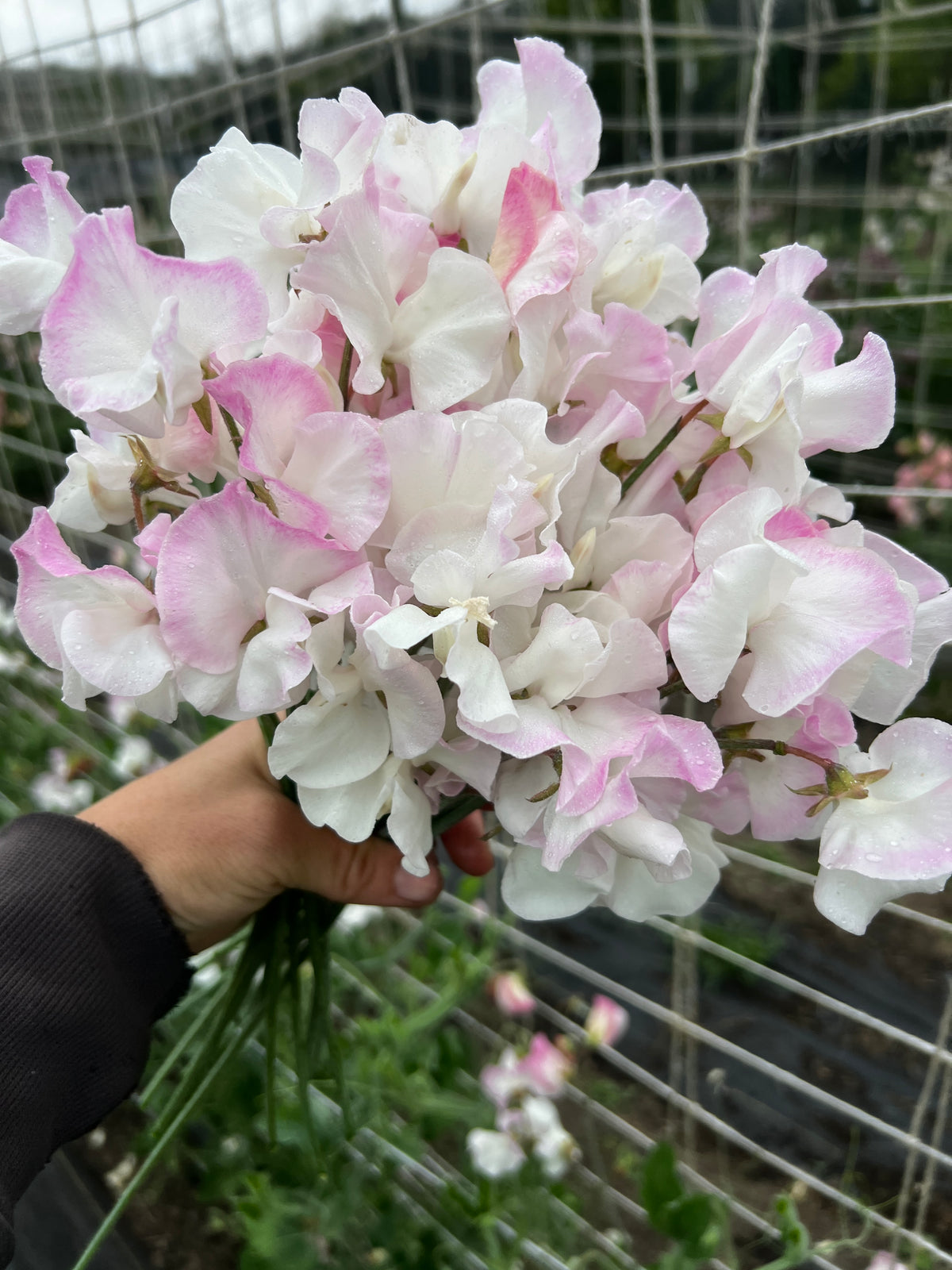 Sweet Pea 'Takeda Sakura'