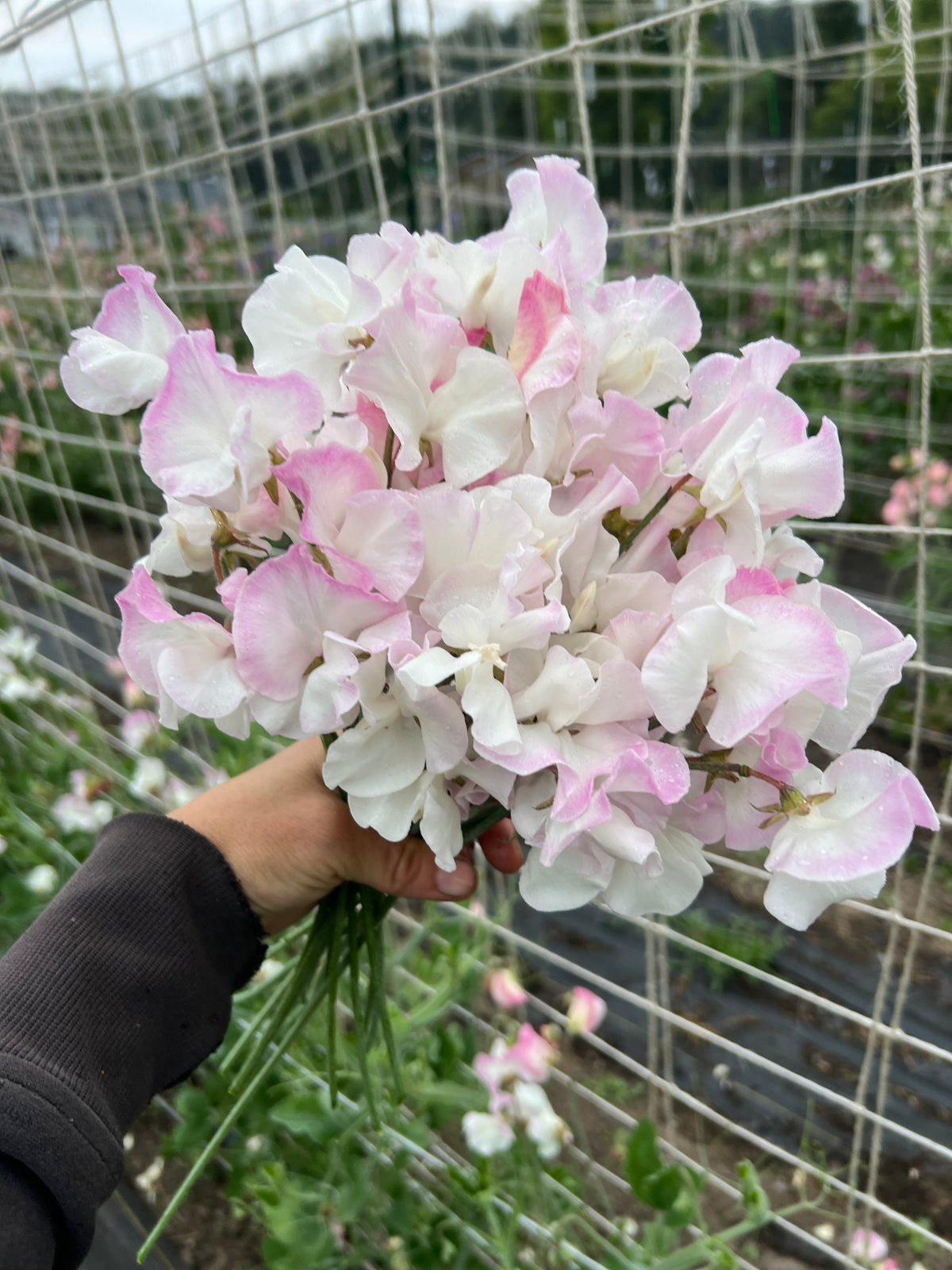 Sweet Pea 'Takeda Sakura'