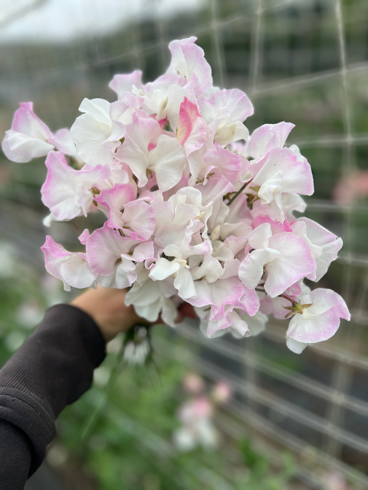 Sweet Pea 'Takeda Sakura'