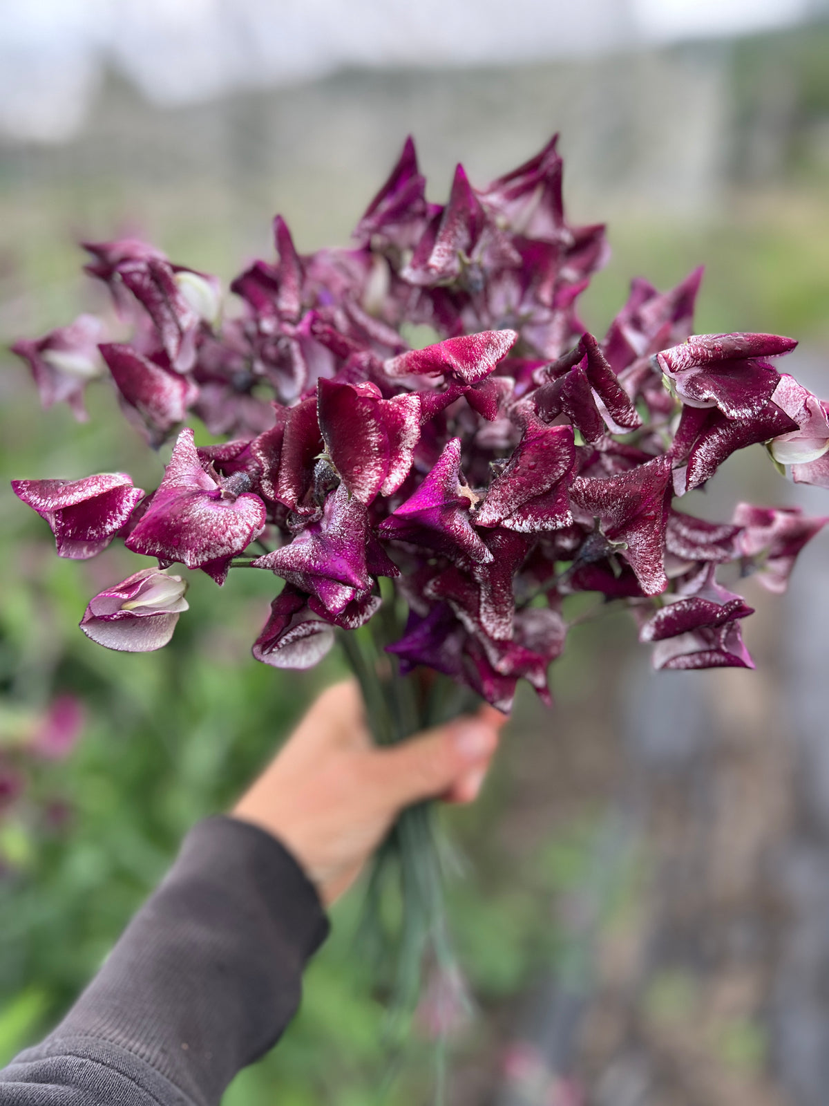 Sweet Pea 'Kissed by Chocolate'