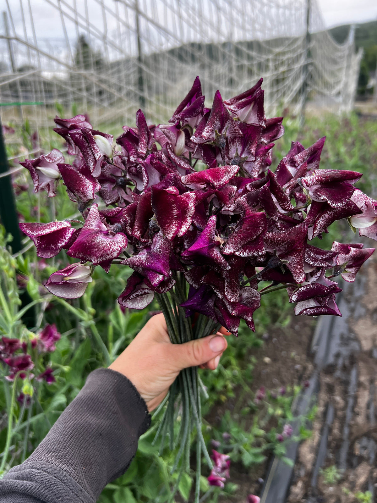 Sweet Pea 'Kissed by Chocolate'
