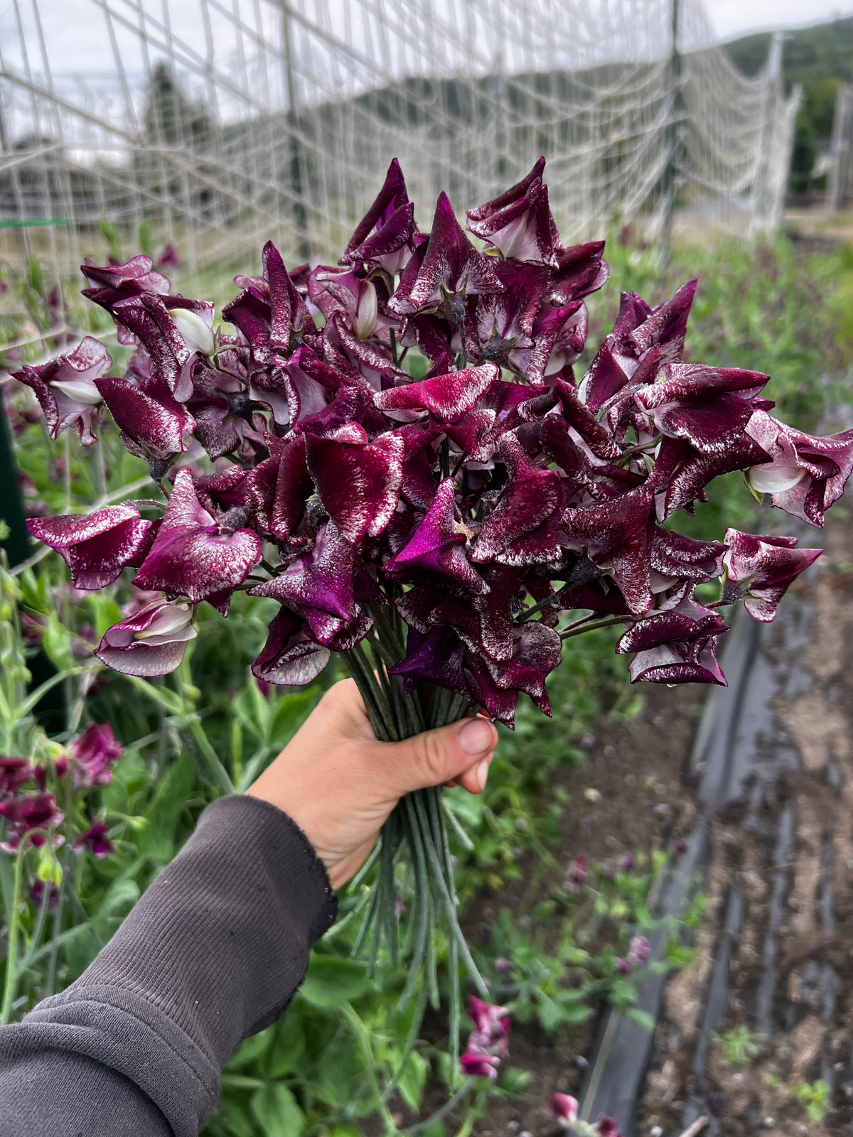 Sweet Pea 'Kissed by Chocolate'