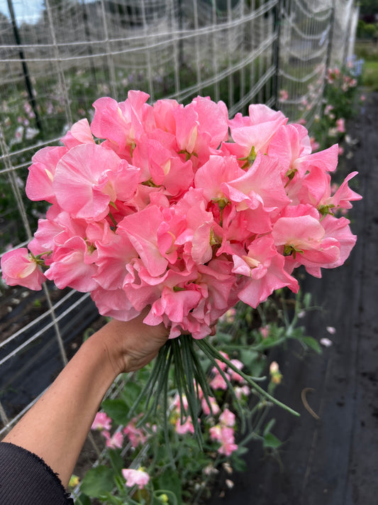 Sweet Pea 'Spring Sunshine Peach'