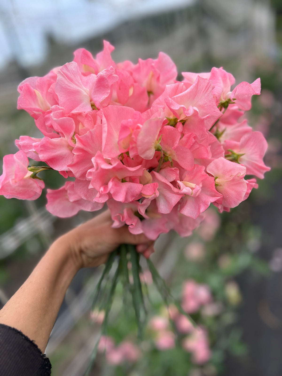 Sweet Pea 'Spring Sunshine Peach'