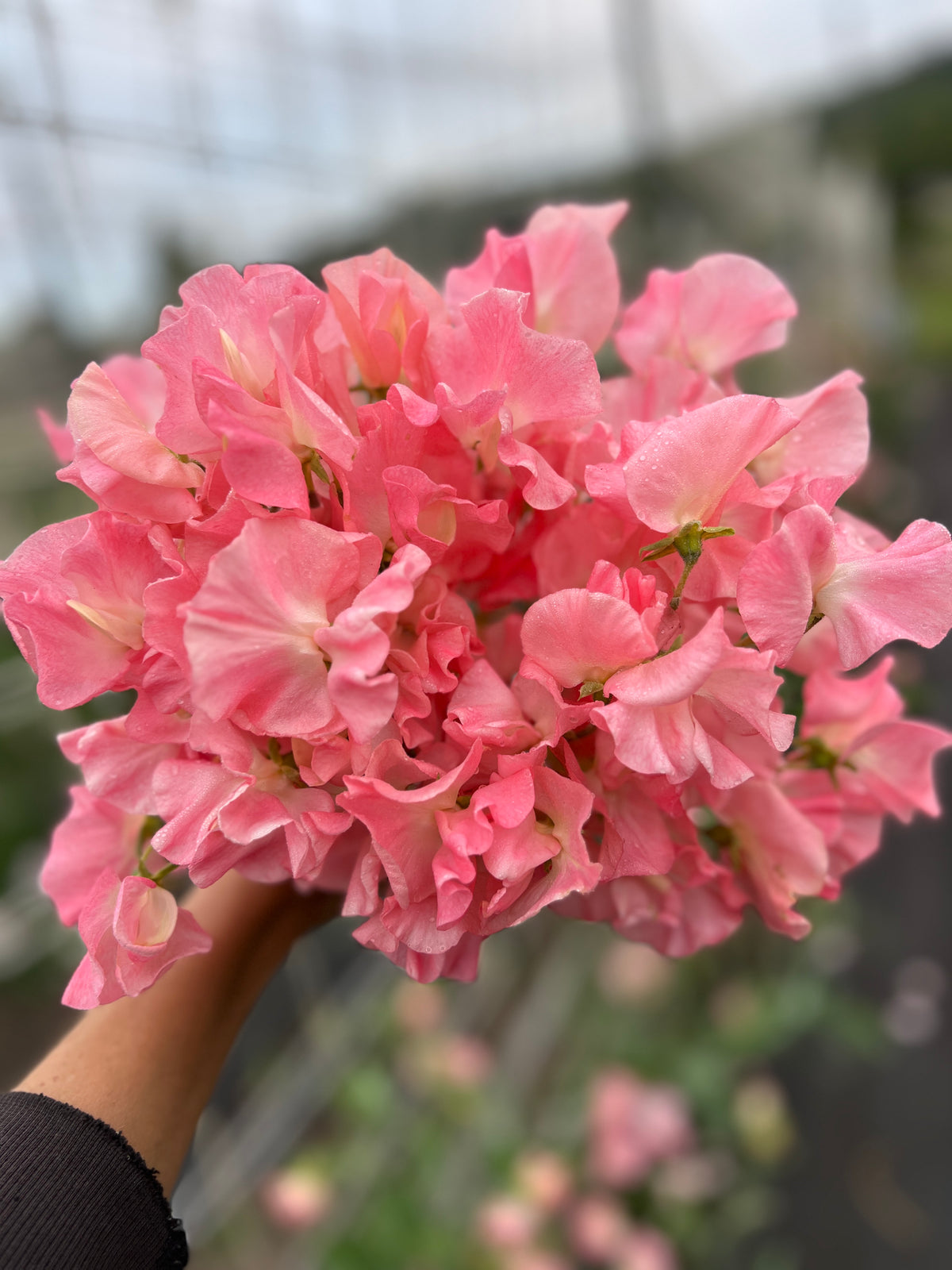 Sweet Pea 'Spring Sunshine Peach'