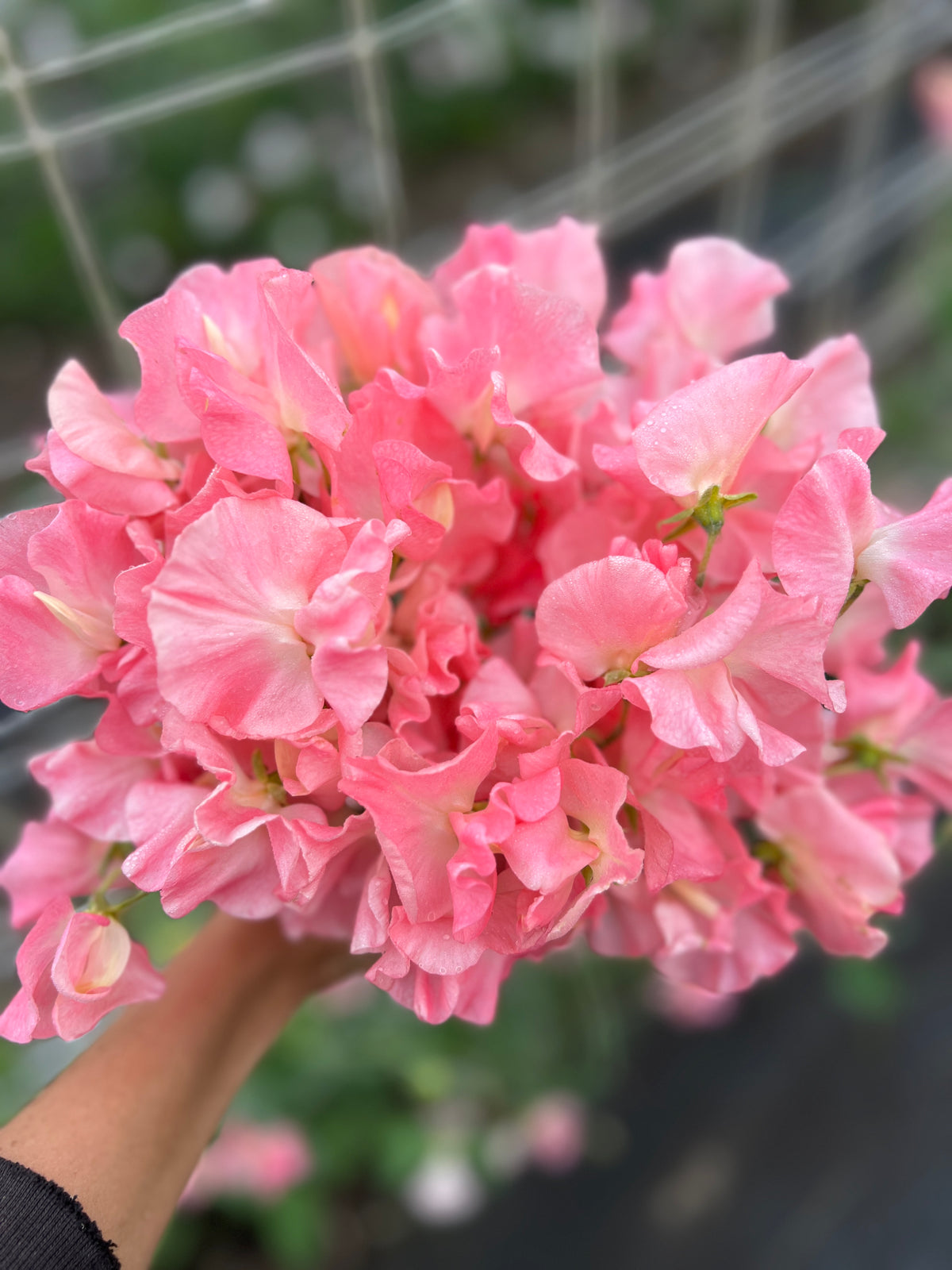 Sweet Pea 'Spring Sunshine Peach'