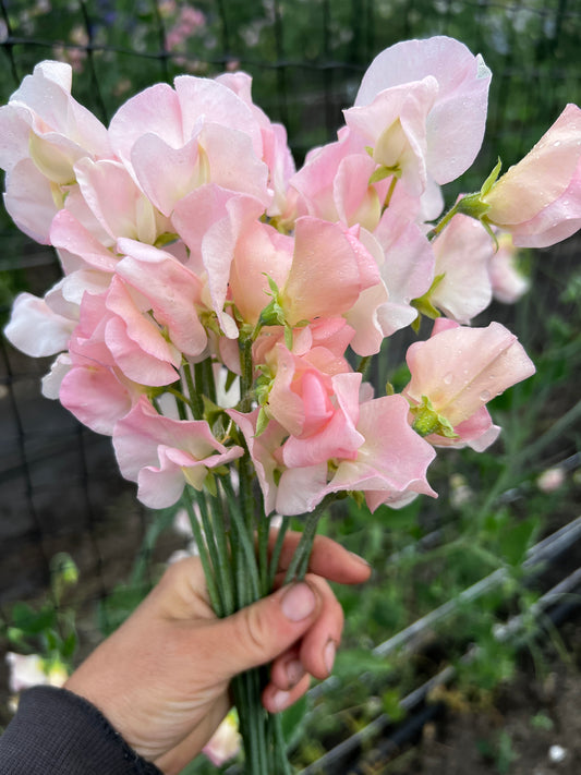 Sweet Pea 'Suzanne'