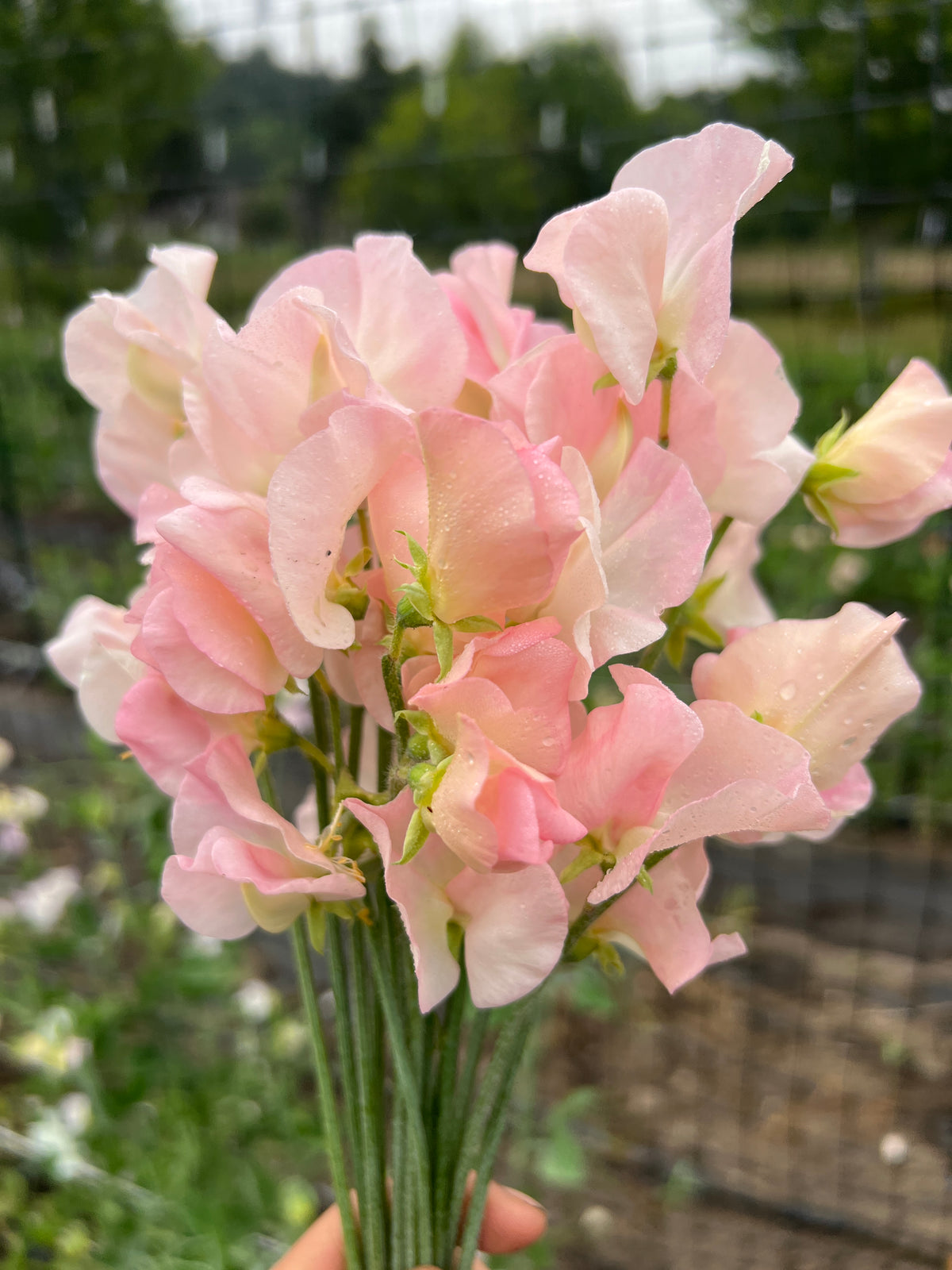 Sweet Pea 'Suzanne'