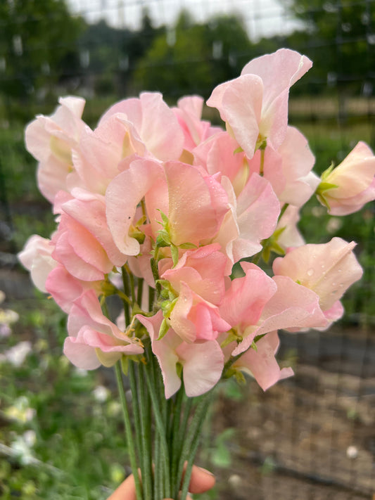 Sweet Pea 'Suzanne'