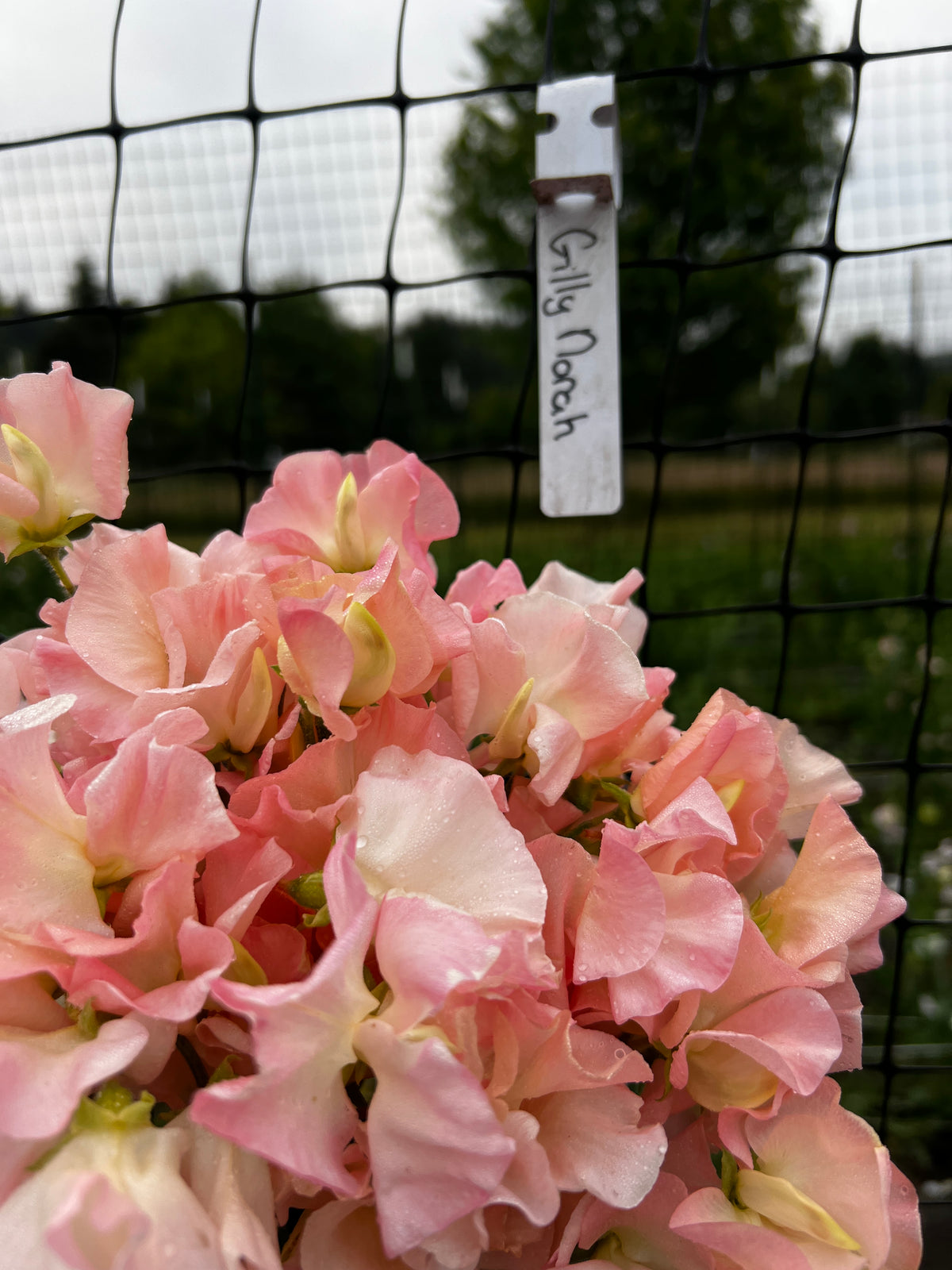 Sweet Pea 'Gilly Norah'