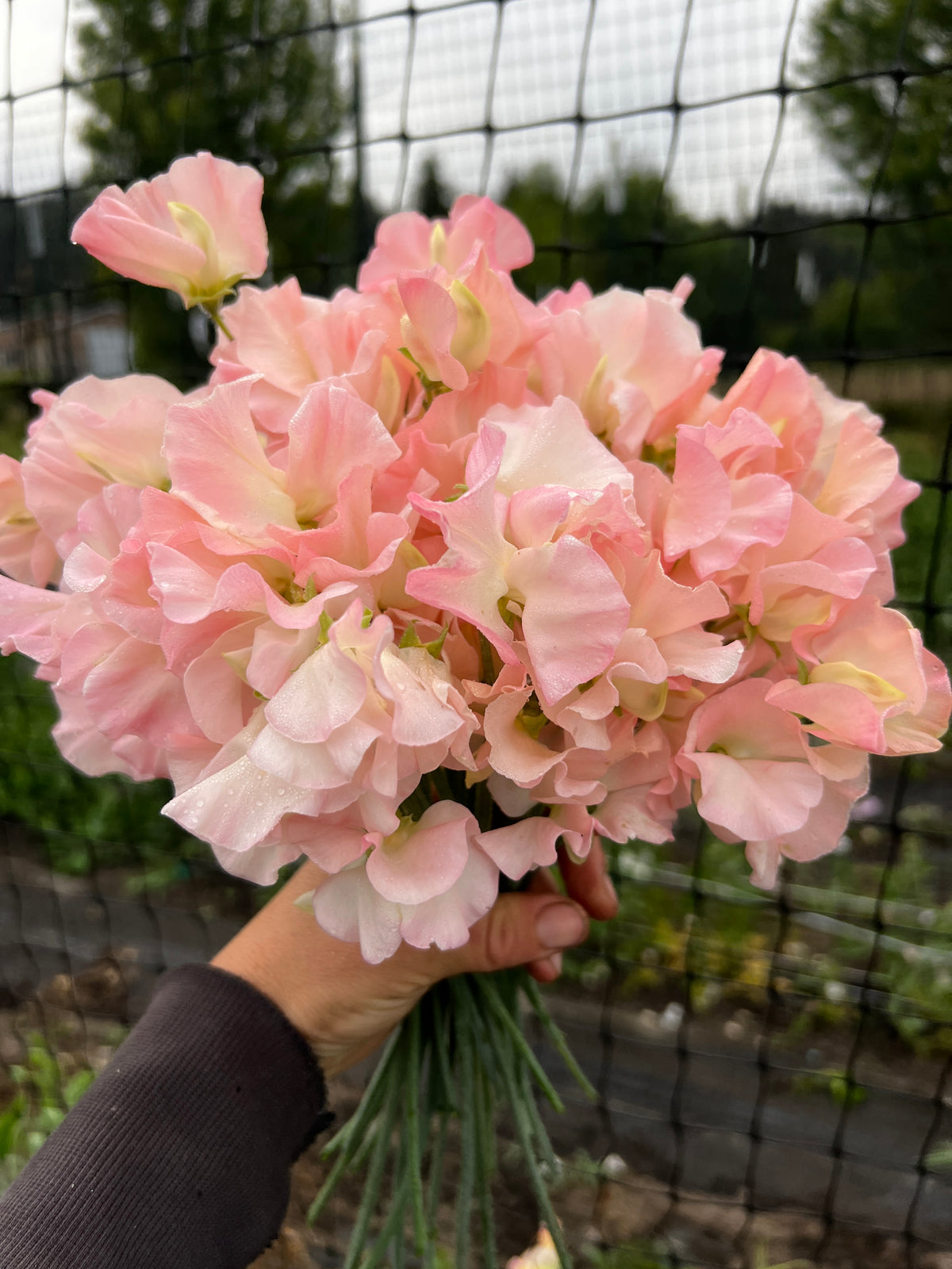 Sweet Pea 'Gilly Norah'