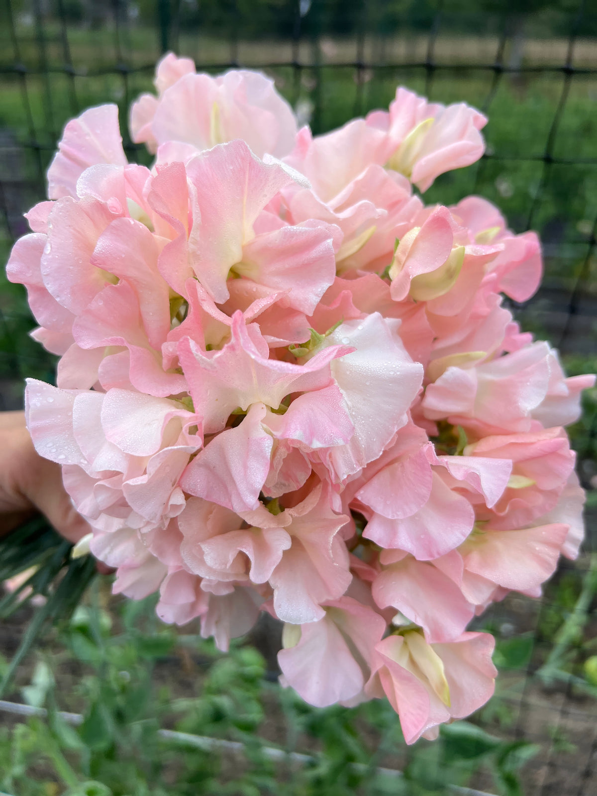 Sweet Pea 'Gilly Norah'