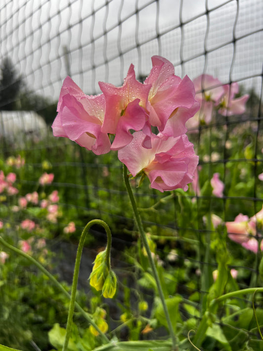 Sweet Pea 'Lynn Fiona'