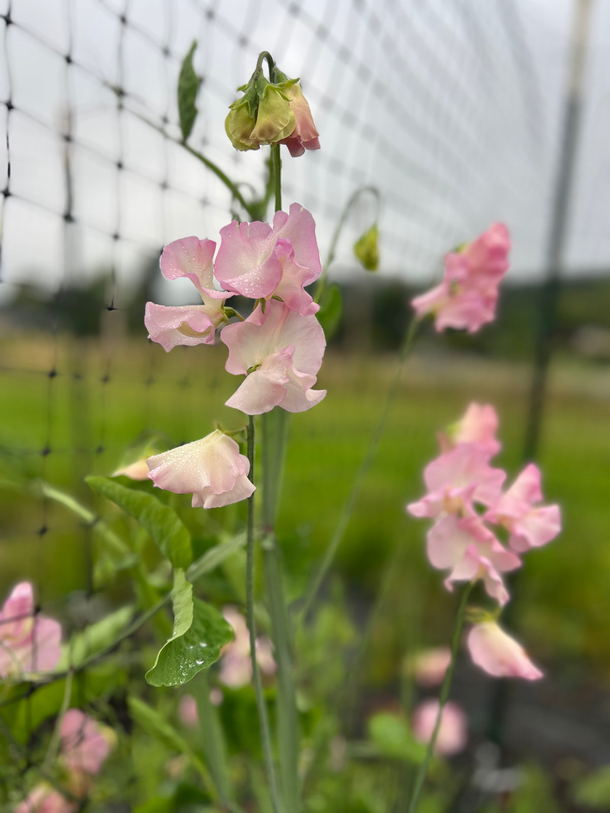 Sweet Pea 'Lynn Fiona'