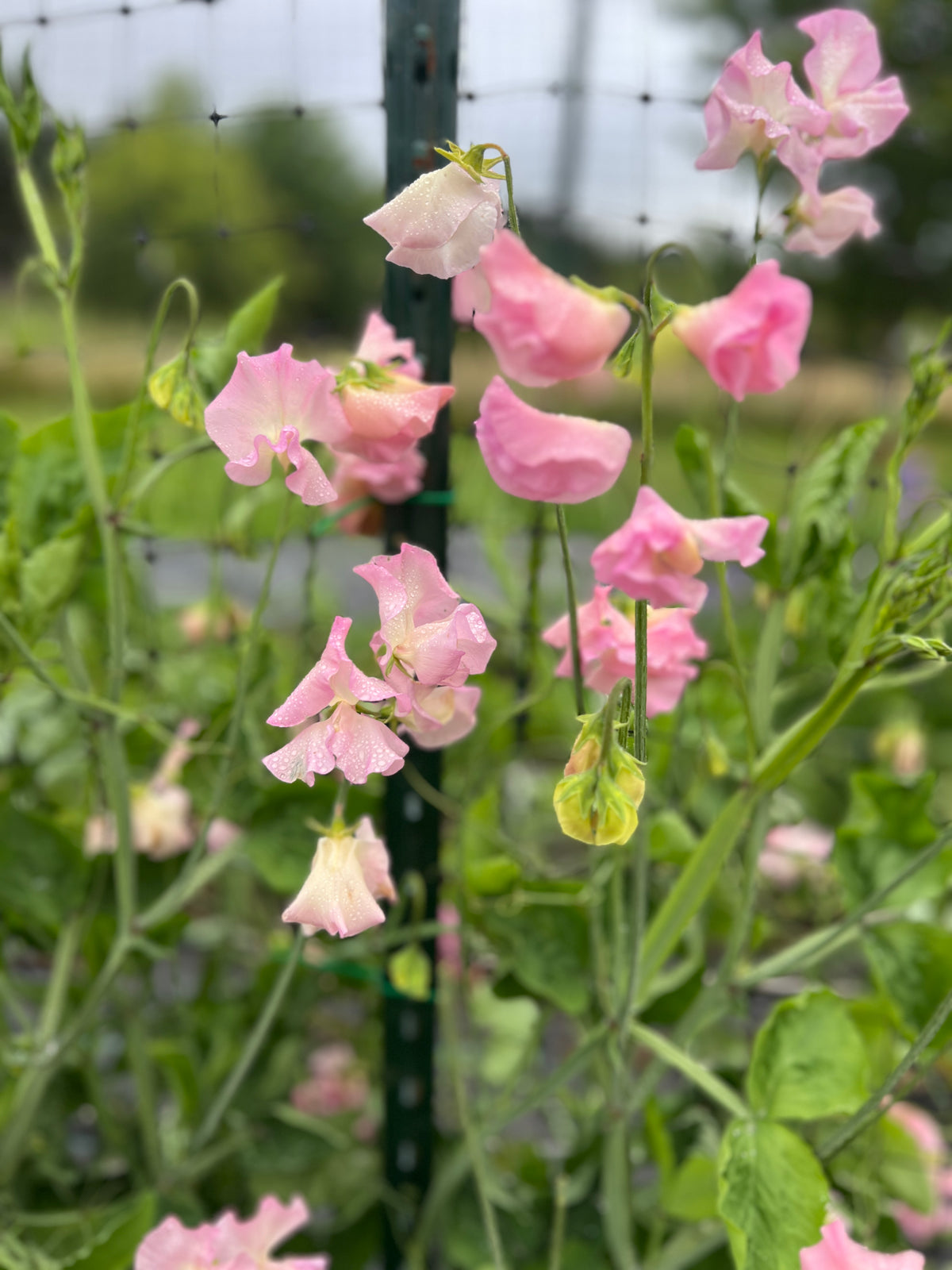 Sweet Pea 'Lynn Fiona'