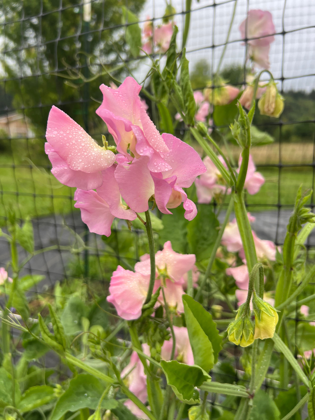 Sweet Pea 'Lynn Fiona'