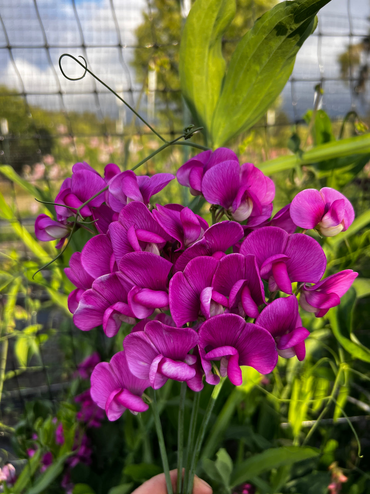 Perennial Sweet Pea