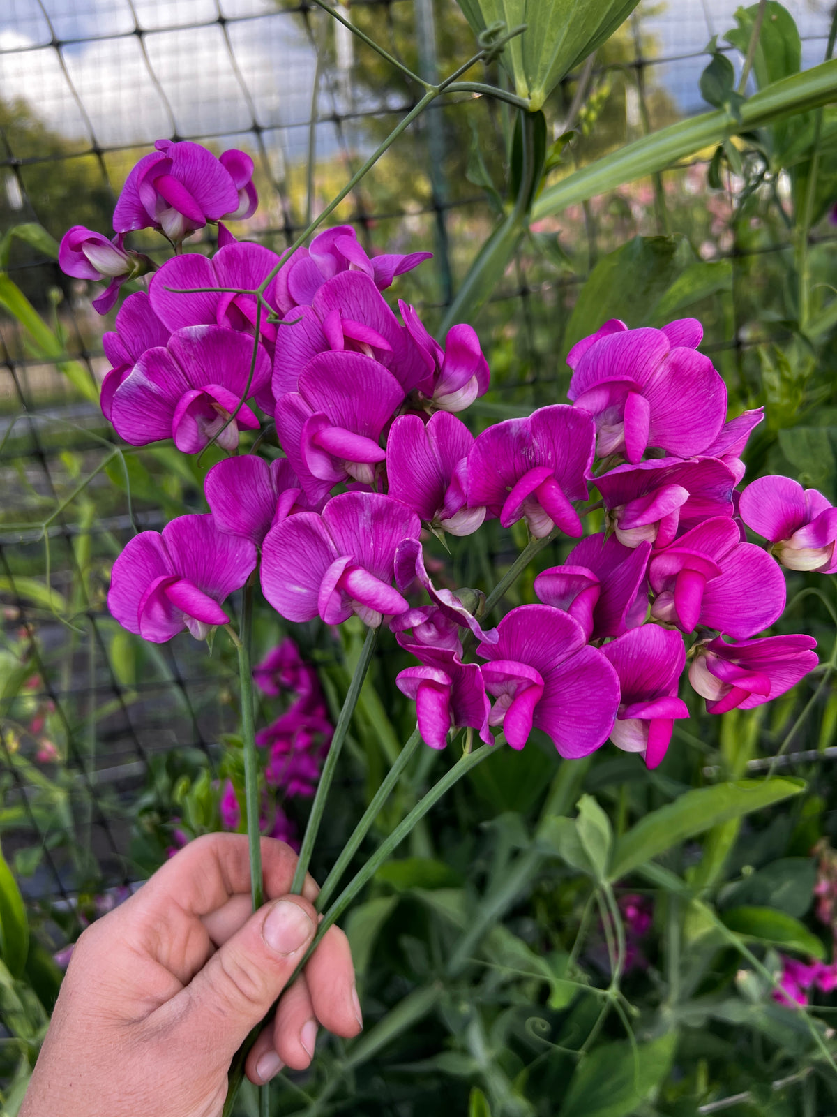 Perennial Sweet Pea