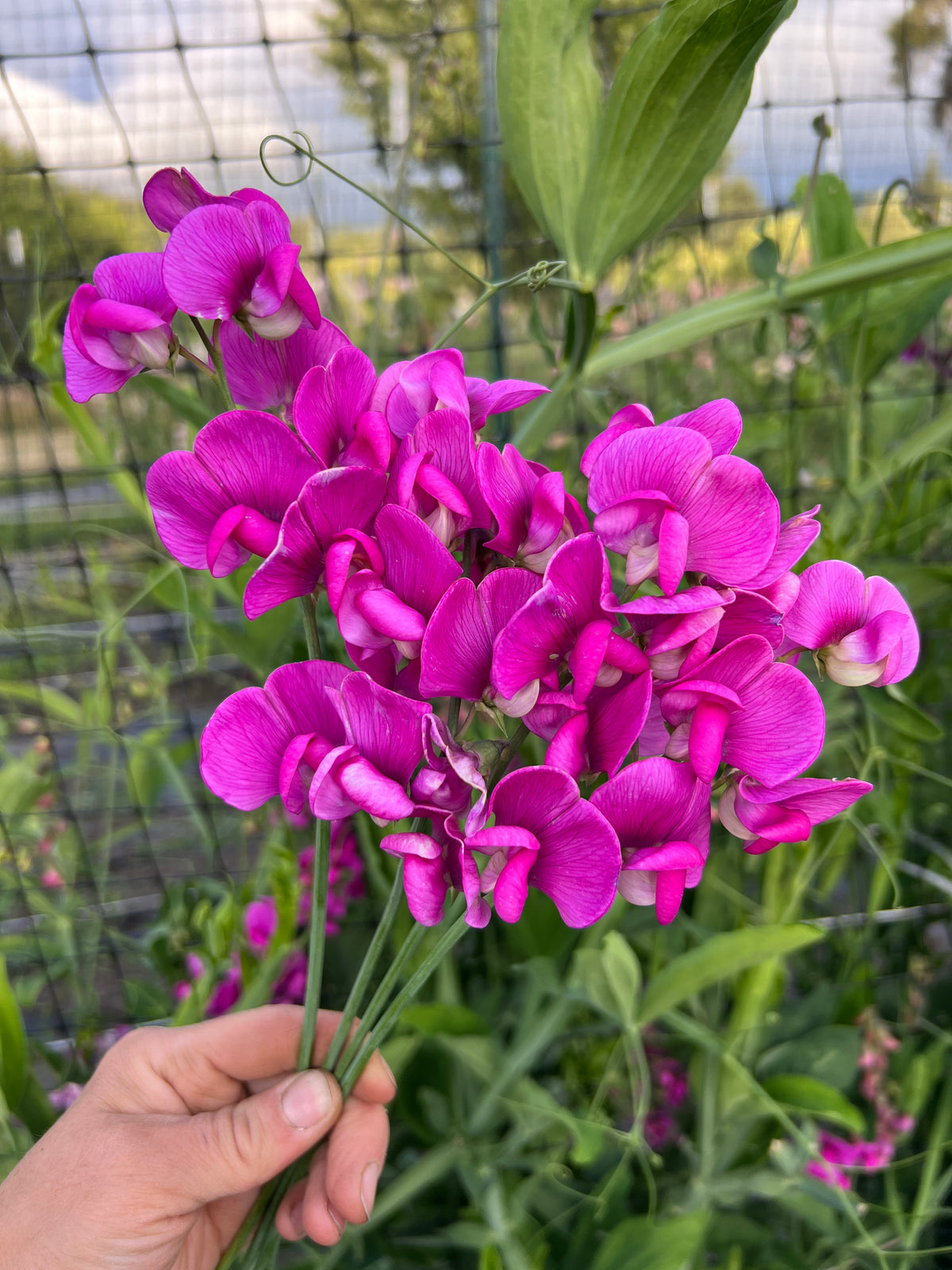 Perennial Sweet Pea