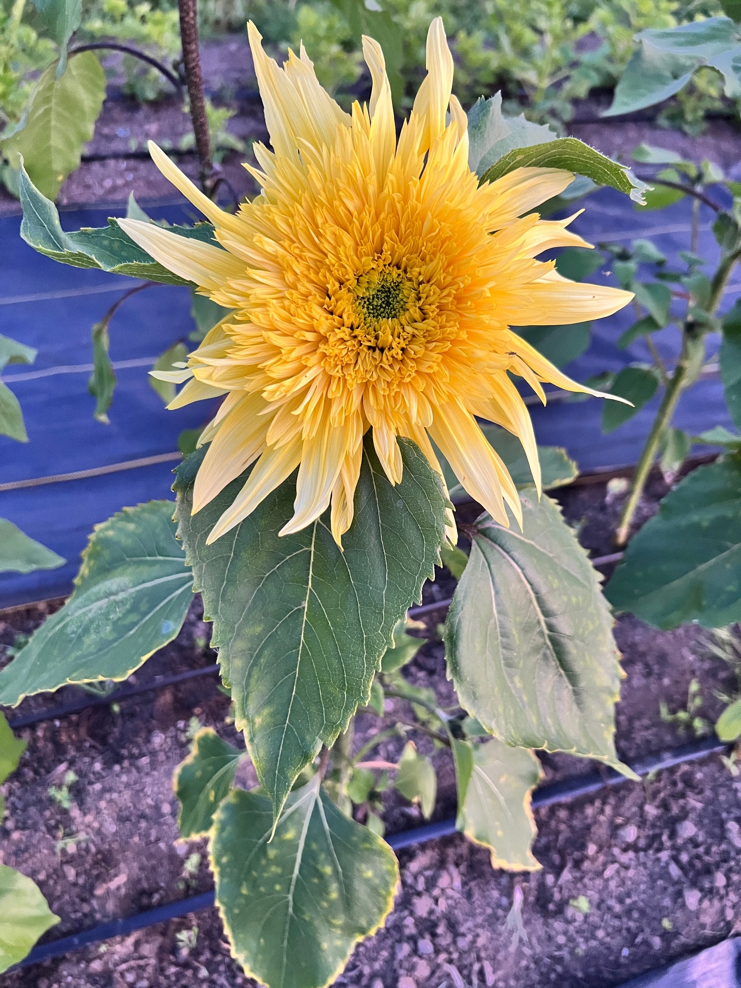 Sunflowers Mix