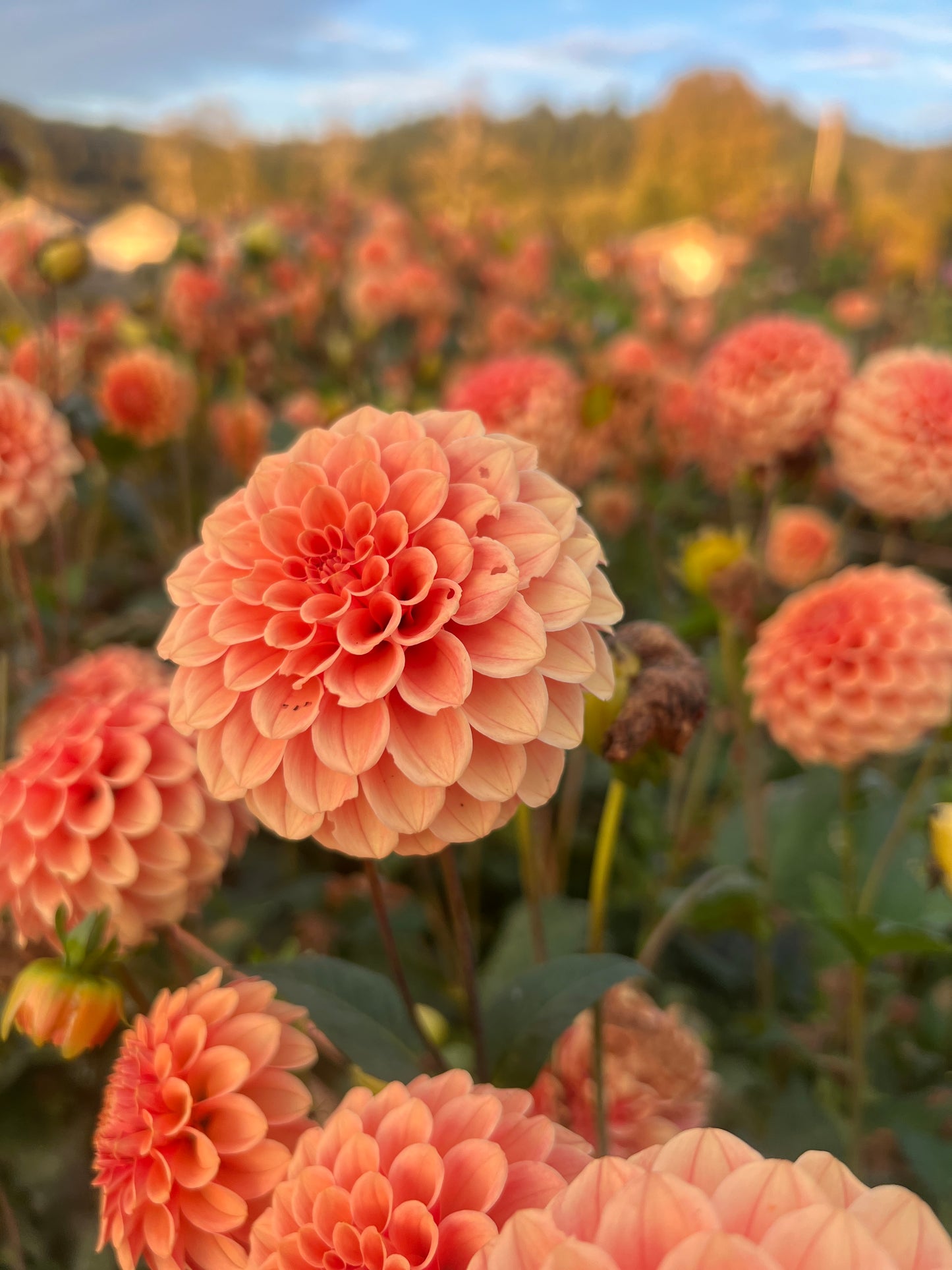 Rose Toscano Dahlia