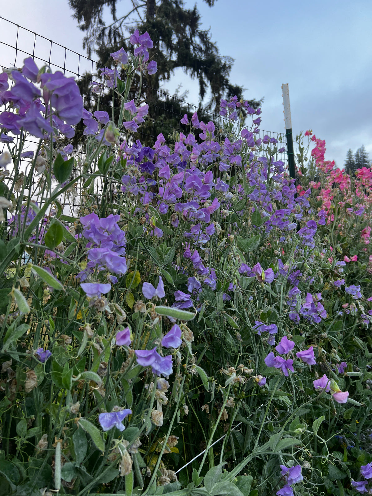 Sweet Pea 'Blue Celeste'