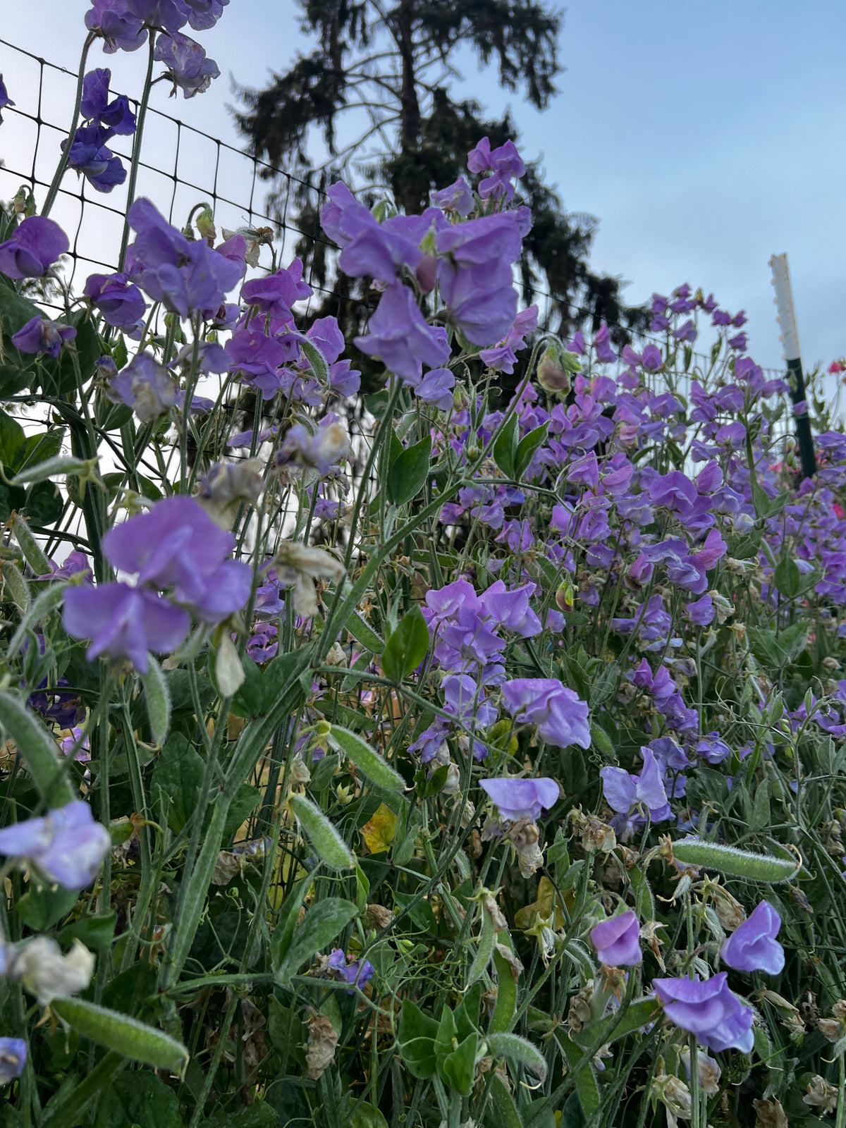 Sweet Pea 'Blue Celeste'