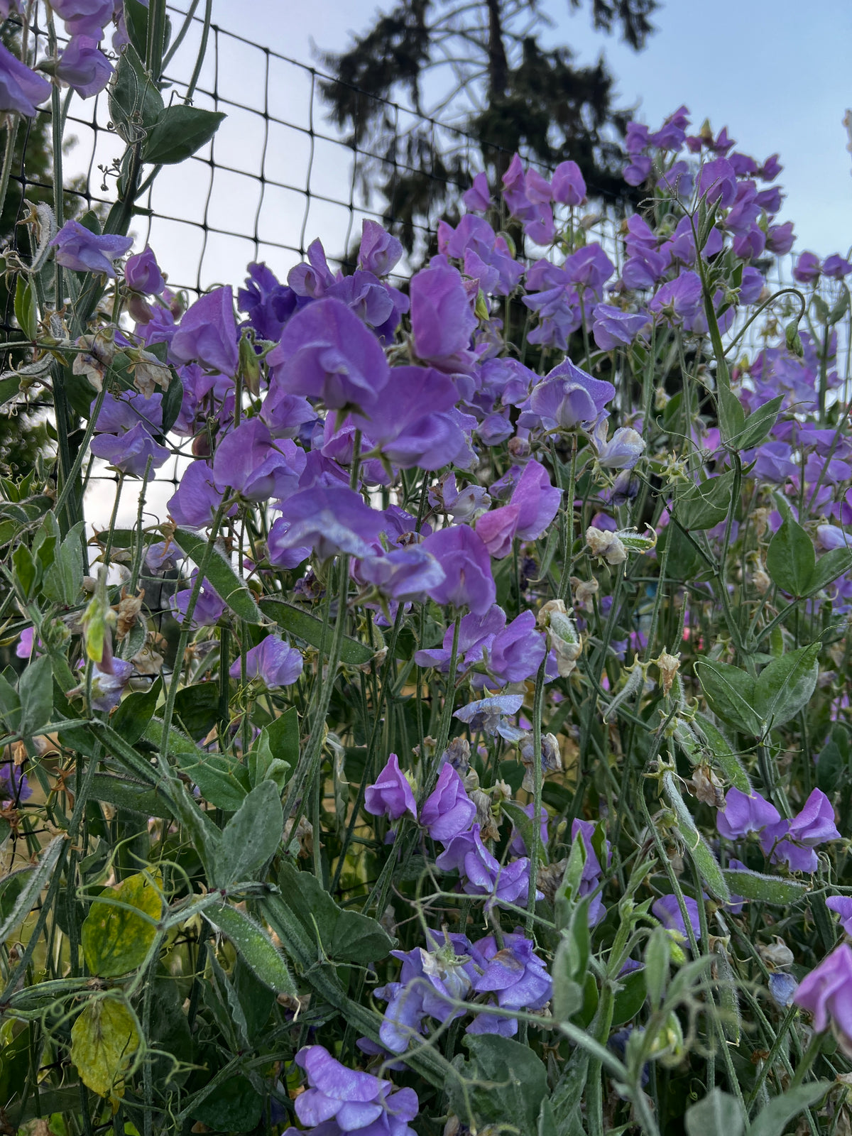 Sweet Pea 'Blue Celeste'