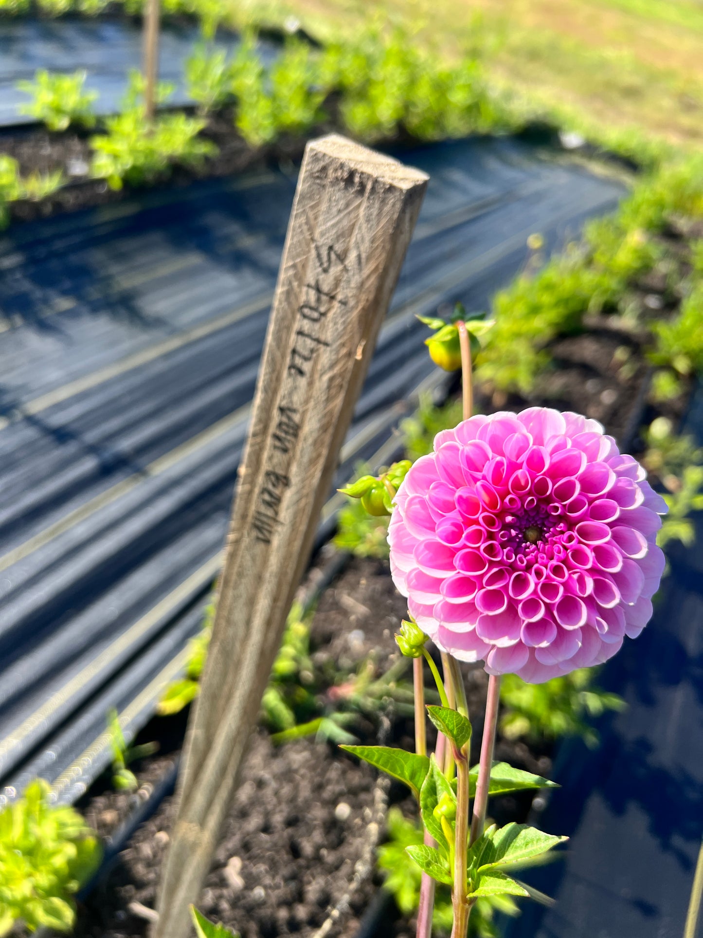 Stolze von Berlin Dahlia