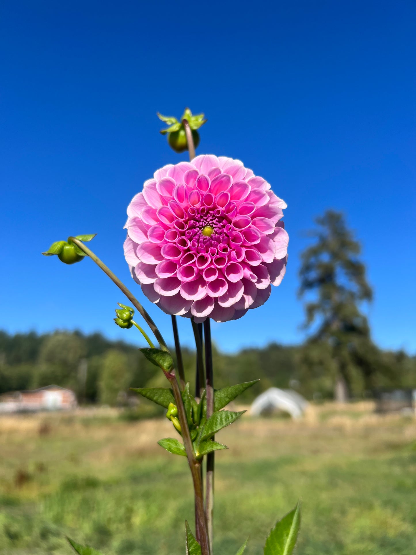 Stolze von Berlin Dahlia